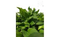 緑の力で地球を元気に!【ギボウシ】10.5cmポット　緑葉　日陰に彩りと涼しさを　10鉢