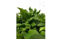 緑の力で地球を元気に!【ギボウシ】10.5cmポット　緑葉　日陰に彩りと涼しさを　20鉢