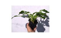 緑の力で地球を元気に!【ギボウシ】10.5cmポット　緑葉　日陰に彩りと涼しさを　20鉢