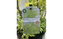 おしゃれ&nbsp;西洋ニワトコサンブカス&nbsp;ゴールデンタワー&nbsp;黄色系人気品種！&nbsp;〈プラス樹〉