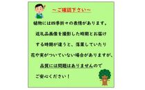 おしゃれ&nbsp;西洋ニワトコサンブカス&nbsp;ゴールデンタワー&nbsp;黄色系人気品種！&nbsp;〈プラス樹〉