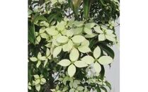 常緑ヤマボウシの「月光」オシャレな鉢カバー 7号(21cm)付き (ガーデニング用)