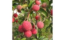 常緑ヤマボウシの「月光」オシャレな鉢カバー 7号(21cm)付き (ガーデニング用)