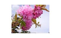 淡い色の大輪花が見事に咲く 菊しだれ桜 (庭木・果樹)