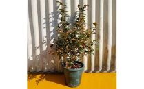 強くて育て易い サザンハイブッシュ系ブルーベリー サンシャインブルー　(庭木・果樹)