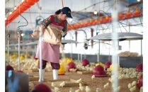 【H-B1】博多華味鳥 水炊きセット ( 6～8人前 ) 柚胡椒付