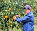 清見オレンジ 約2kg 箱込み （6～8個）L～3Lサイズ【地元印南町産】