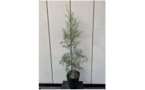 レプトスペルマム　シルバーティーツリー　　樹高約70cm　〈プラス樹〉