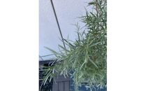 レプトスペルマム　シルバーティーツリー　　樹高約70cm　〈プラス樹〉