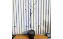 紅色の綺麗な桜　プリンセス雅　(庭木・果樹)