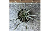 ユッカ&nbsp;ロストラータ&nbsp;7号鉢&nbsp;ドライガーデン