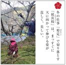 梅の里からの正月飾り「門梅」［R］ [AJ1]