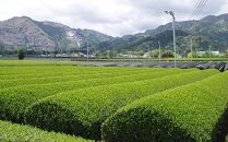 伊勢茶 かぶせ茶 ティーバッグ 5g×100回分
