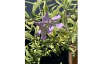 ナチュラルなお庭に　ウエストリンギア　モーニングライト