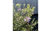 ナチュラルなお庭に　ウエストリンギア　モーニングライト