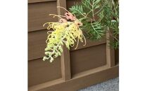 グレビレア&nbsp;　ピーチアンドクリーム　21cmポット