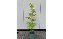 芽出しが特にきれいなモミジ!&nbsp;黄金イタヤカエデ〈プラス樹〉