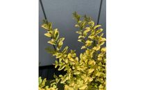 黄金葉が鮮やか!プリペット　レモン&ライム　３本セット〈プラス樹〉