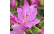 特産品 平戸ツツジ 紅石楠花 4本セット