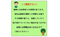 レモンの木 璃の香(りのか) 7号 オシャレな鉢カバー 自宅で収穫 PVP (ガーデニング用)