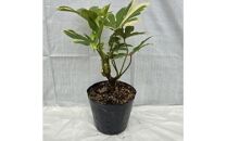 日陰で育つ綺麗な白斑の葉&nbsp;斑入りヤツデ