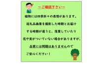 日陰で育つ綺麗な白斑の葉&nbsp;斑入りヤツデ