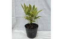 日陰で育つ綺麗な植物&nbsp;斑入りヤツデ&nbsp;紬絞り