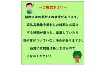日陰で育つ綺麗な植物&nbsp;斑入りヤツデ&nbsp;紬絞り