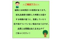 香りの好い紫色の花を楽しみませんか?&nbsp;ニオイバンマツリ