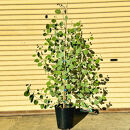 マルバユーカリの木 ポポラス 単木 7号(21cm) (ガーデニング用)