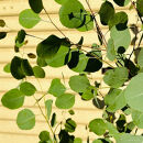 マルバユーカリの木&nbsp;ポポラス&nbsp;単木&nbsp;7号(21cm)&nbsp;(ガーデニング用)