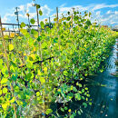 マルバユーカリの木&nbsp;ポポラス&nbsp;単木&nbsp;7号(21cm)&nbsp;(ガーデニング用)