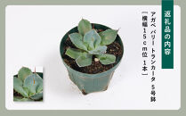 アガベ パリー トランカータ 5号鉢