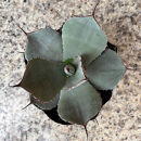 アガベ パリー トランカータ 5号鉢