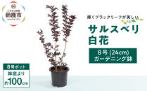 輝くブラックリーフが美しいサルスベリ白花　8号(24cm）ガーデニング鉢