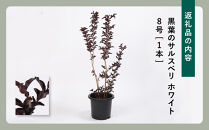 輝くブラックリーフが美しいサルスベリ白花　8号(24cm）ガーデニング鉢