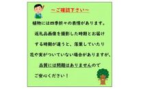 元気なトキワマンサク白花3本セット