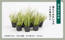素敵な植物　斑入りセキショウ　10本セット