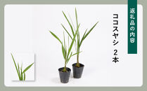 素敵な植物　ココスヤシ　2本セット