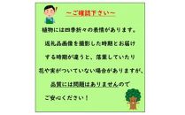 癒しの空間　　オリーブの木　品種セントキャサリン　〈プラス樹〉