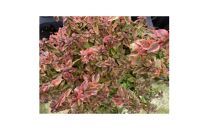 アベリア　レディーサマードリーム　7号　〈プラス樹〉