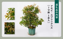 アセビ・スプリングベル　7寸鉢