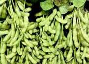ずんだ餡500g×4　計2kg【ずんだ 食品 和菓子 贈り物 宮城県 名物 銘菓 枝豆   ふるさとの味 人気 おすすめ】
