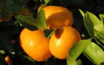 有田のブランド「賢みかん」約10kg&nbsp;サイズ混合&nbsp;ご家庭用［2026年11月中旬頃より順次発送］