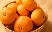 有田のブランド「賢みかん」約10kg&nbsp;サイズ混合&nbsp;ご家庭用［2026年11月中旬頃より順次発送］