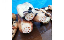 門真れんこん『れんちゃん』2.0kg【門真れんこん　れんこん　もっちりとした食感　河内レンコン　幻のレンコン　甘みが強い&nbsp;鉄分を多く含む粘土質の土壌&nbsp;大阪府&nbsp;門真市&nbsp;】