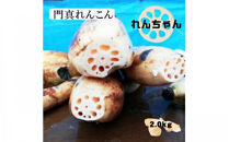 門真れんこん『れんちゃん』2.0kg【門真れんこん　れんこん　もっちりとした食感　河内レンコン　幻のレンコン　甘みが強い&nbsp;鉄分を多く含む粘土質の土壌&nbsp;大阪府&nbsp;門真市&nbsp;】