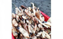 門真れんこん『れんちゃん』2.0kg【門真れんこん　れんこん　もっちりとした食感　河内レンコン　幻のレンコン　甘みが強い&nbsp;鉄分を多く含む粘土質の土壌&nbsp;大阪府&nbsp;門真市&nbsp;】