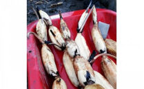 門真れんこん『れんちゃん』2.0kg【門真れんこん　れんこん　もっちりとした食感　河内レンコン　幻のレンコン　甘みが強い&nbsp;鉄分を多く含む粘土質の土壌&nbsp;大阪府&nbsp;門真市&nbsp;】