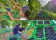 とても濃厚な味わいのぶどうジュース3本セット　長野県阿智村産で育ったワイン用ぶどうを贅沢に絞ってぶどう100％のジュースを作りました